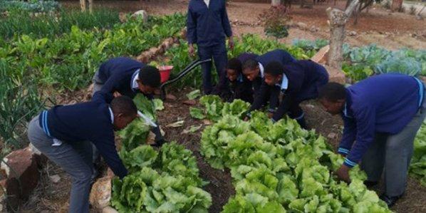 Fighting malnutrition through the implementation of school vegetable gardens - Cover Image